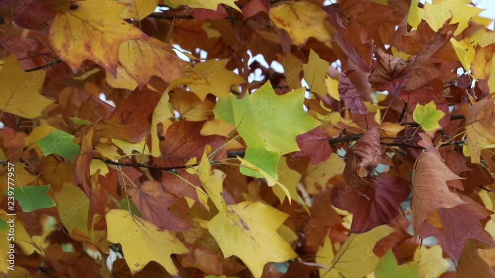 yellow colors of autumn yellow colors of autumn