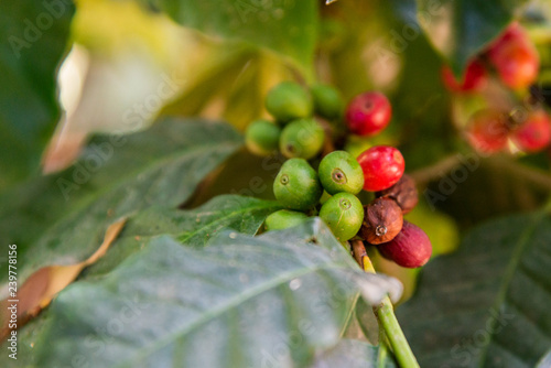 Coffee tree and coffee bean.