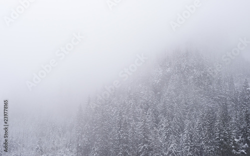 snow chrestmas trees in deep winter mountain forest