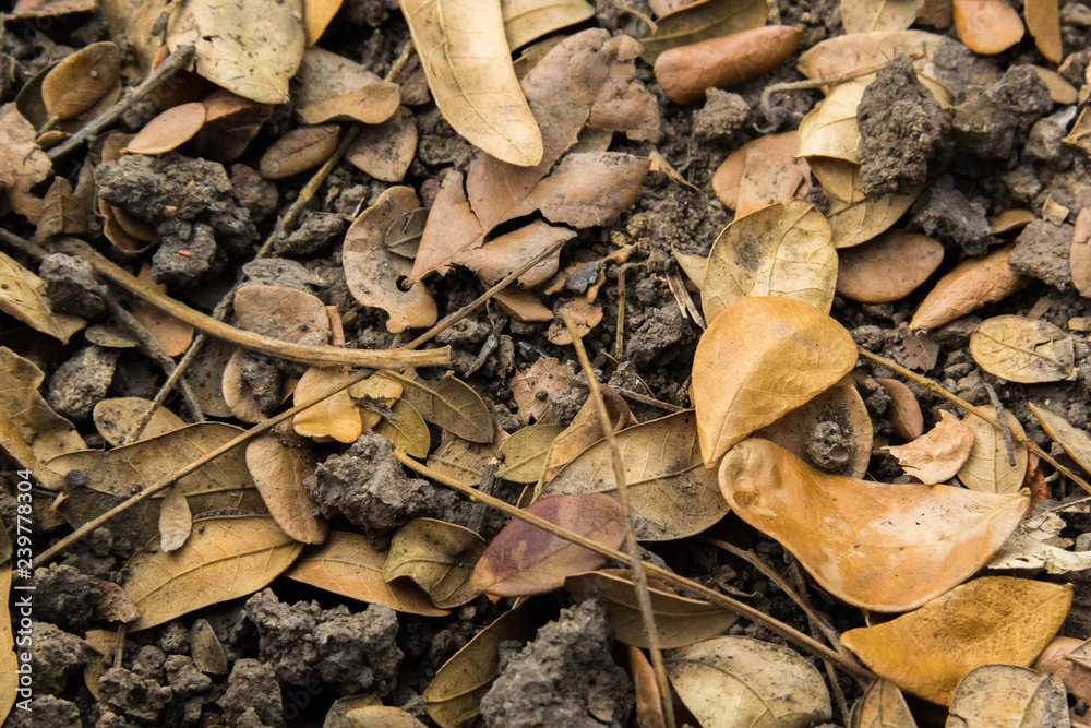 Dried leaves on the ground background