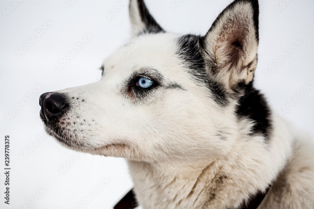cute husky portrait with blue eyes in the snow cute husky portrait with blue eyes in the snow