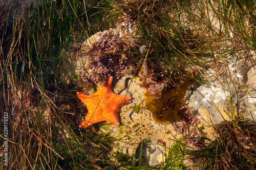 orange starfish in tital pools photo