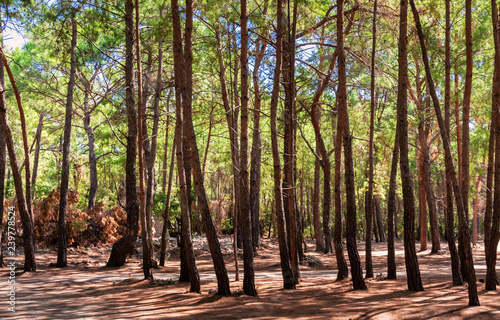 Foto edge of the forest, with relict pines, on a flat surface