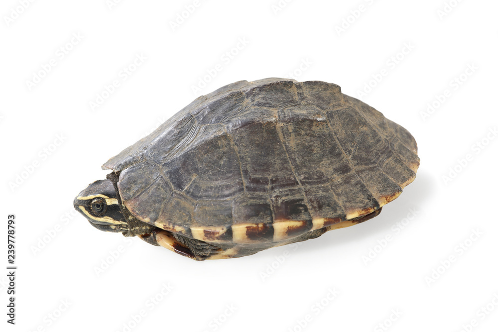 turtle isolated on white background turtle isolated on white background