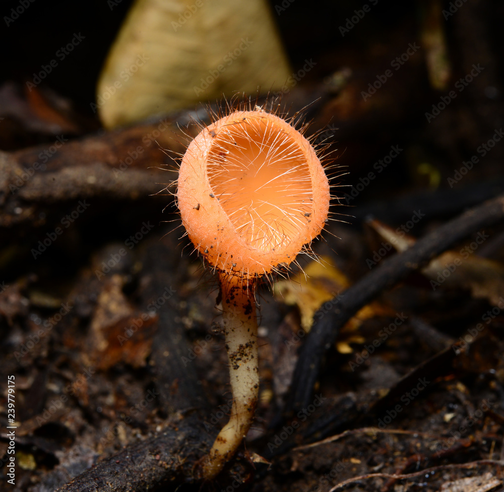 Orange Cup Fungi on decay wood, in rain forest of Thailand; soft focus, shallow depth of field