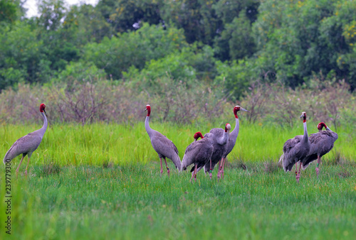 Eastern Sarus Crane (Grus antigone) which extinct in the wild in the 1980s open wings in field at Huay Jorrakaemak Reservoir Non-Hunting Area,Burirum,Thailand