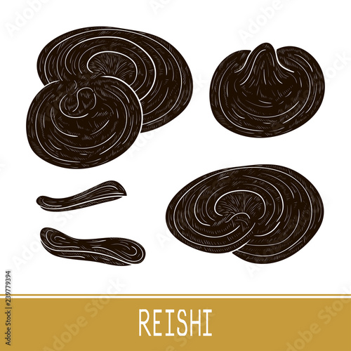 Reishi. Mushroom. Set. Sketch. Black silhouette.