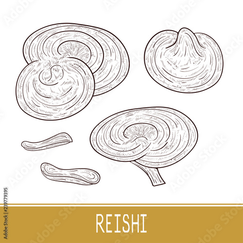 Reishi. Mushroom. Set. Sketch. Monophonic.