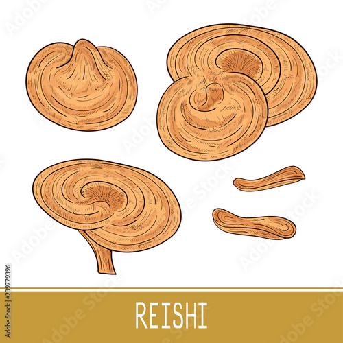 Reishi. Mushroom. Set. Sketch. Color