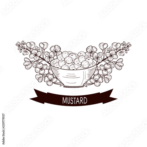 Mustard. Plant. Flowers, seed, bowl. Sketch. Monophonic.