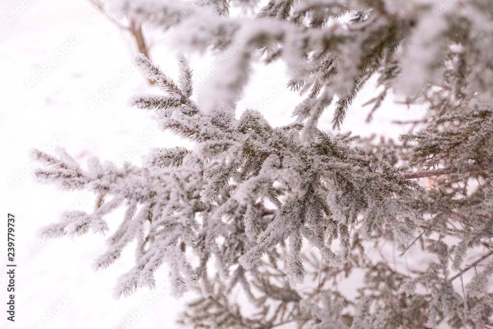 snow covered fir trees