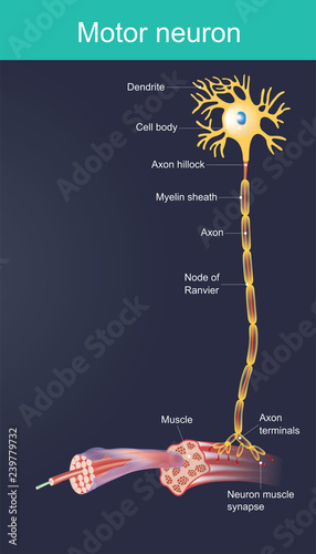 Motor neuron