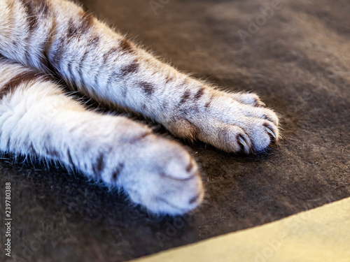 Cat's forepaw with claws close up