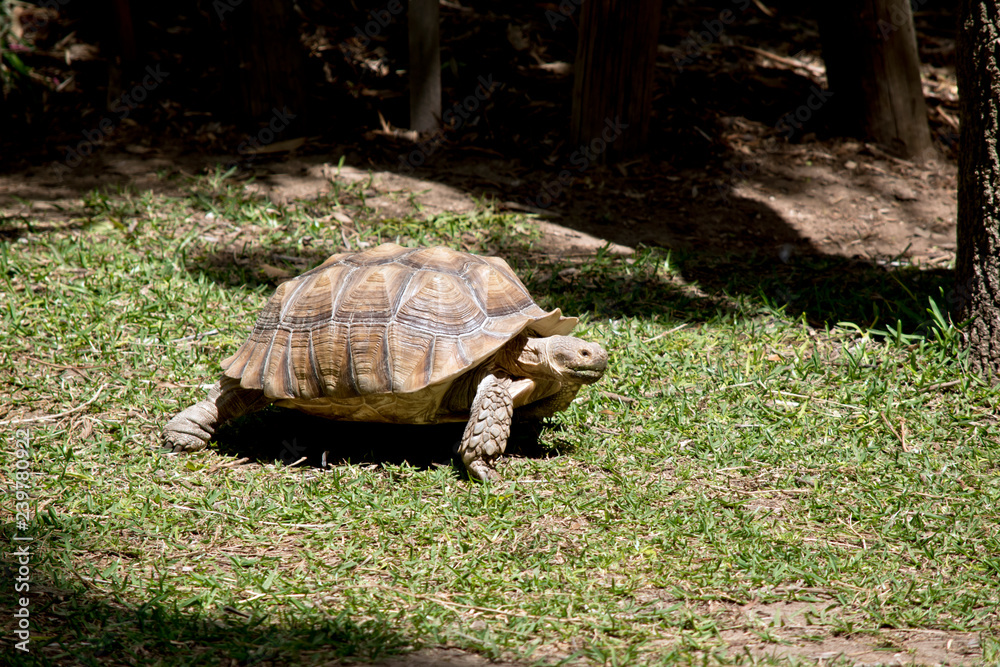 Obraz premium aldabra giant tortoise
