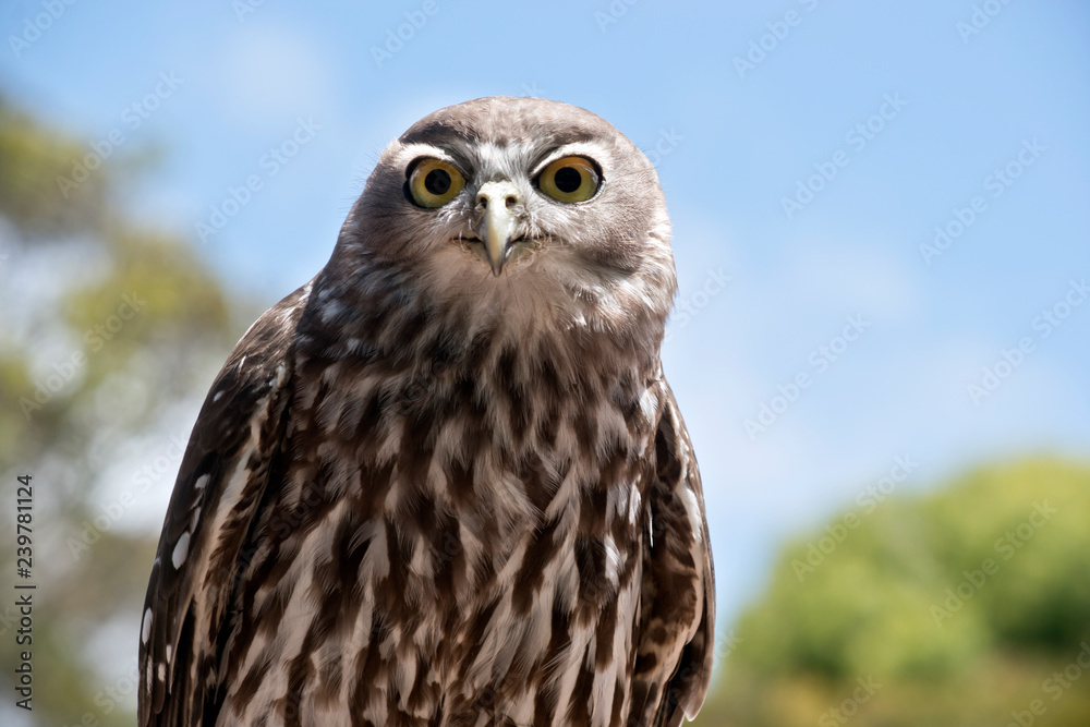 Obraz premium barking owl