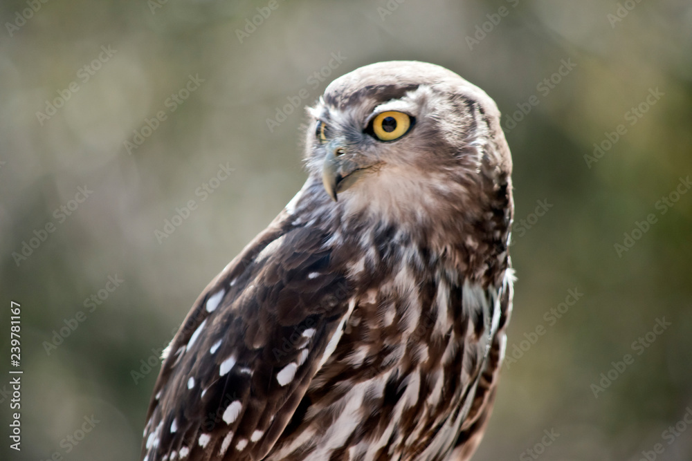 barking owl barking owl