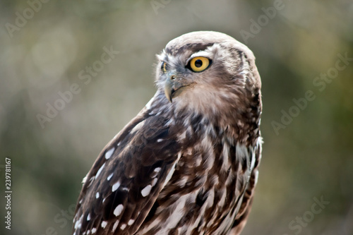 barking owl