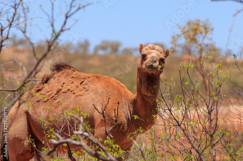 Fotografi Feral camel eating acacia leaves in outback Australia