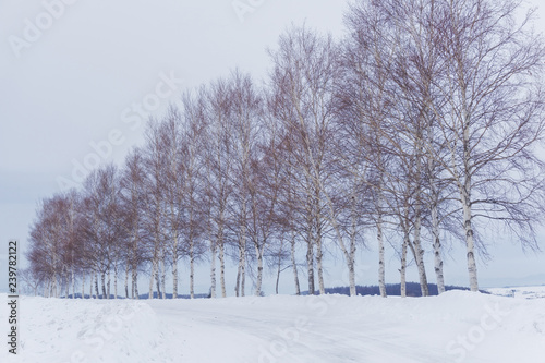 Biei in winter, Hokkaido, Japan © anujakjaimook