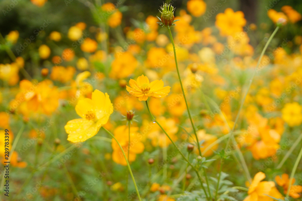 blossoming beautiful  Yellow Cosmos in garden.