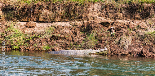 Crocodile spotted during river boat ride in Chitwan National Park