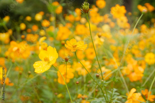 blossoming beautiful Yellow Cosmos in garden.