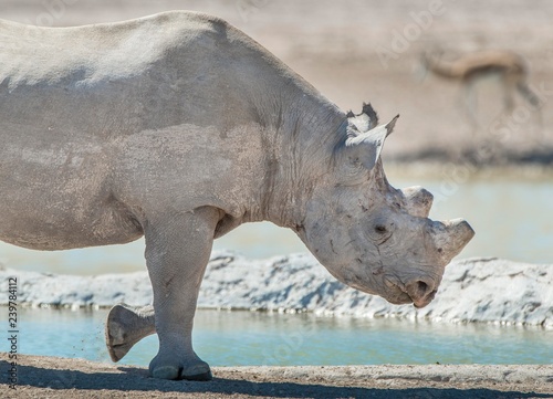 Black rhinoceros (Diceros bicornis), adult male at waterhole, with sawn off horns for protection against poachers, Etosha National Park, Namibia, Africa