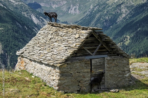 Goat (Capra) on the roof of an old stone hut near the Alpe Corte del Sasso, Lavizzara, Canton Ticino, Switzerland, Europe photo