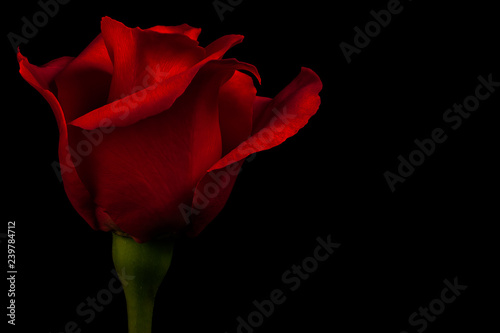 Red Rose Isolated on Black Background