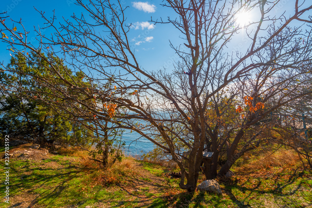 Sprawling bare tree, growing near the sea on a sunny autumn day Sprawling bare tree, growing near the sea on a sunny autumn day