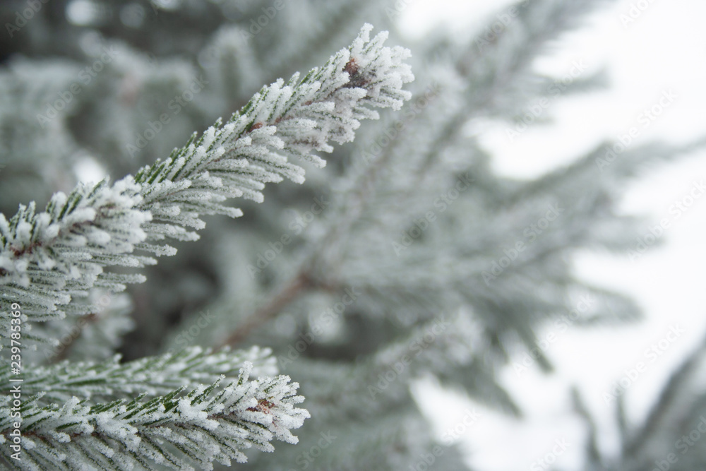 Frost spruce