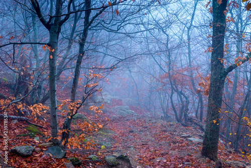 Mystical landscape, forest in the fall during the fog. Trees with bare branches in November