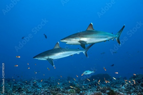 Silvertip sharks (Carcharhinus albimarginatus) swim over coral reef, Pacific Ocean, Rangiroa, society islands, Leeward Islands, French Polynesia, Oceania photo