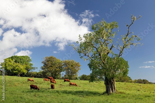 Cattle on pasture, trees with tree moss, Plateau de Taravao, Tahiti Iti, Society islands, Islands under the wind, French Polynesia, Oceania photo