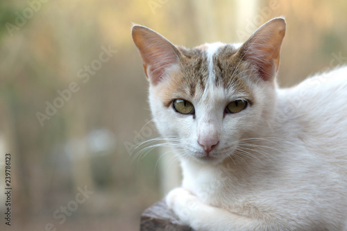 Close up of cute cat