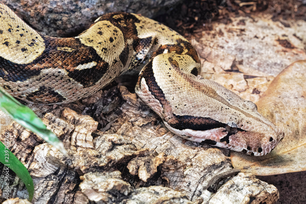 Boa constrictor, Boa constrictor is a non-venomous snake. Native to the rainforest of Central and South America Boa constrictor, Boa constrictor is a non-venomous snake. Native to the rainforest of Central and South America