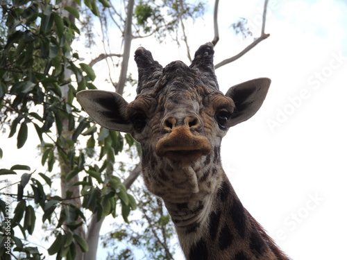 portrait of a giraffe