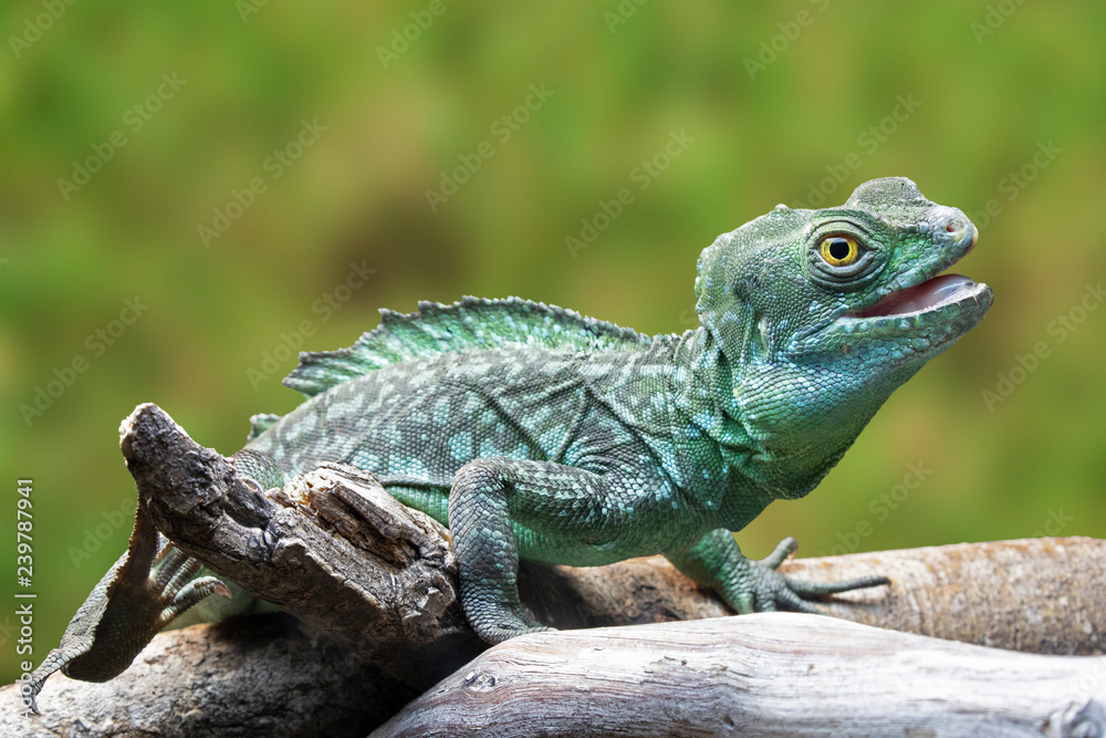 Obraz premium Green Basilisk is native to the rainforests of Crenral America