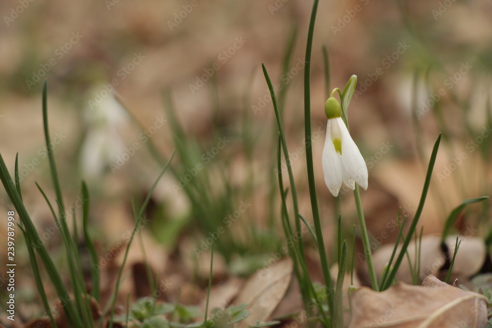 Fototapeta premium Snowdrops (Galanthuses) in forest. First spring flowers of the year. Most species flower in winter, before the vernal equinox (20 or 21 March in the Northern Hemisphere).