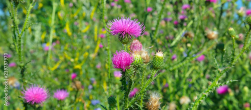 Canvas Print Pink milk thistle flower in bloom in summer morning. Wide photo .