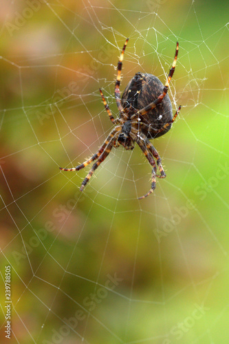 Big hairy Garden Spider in a web.