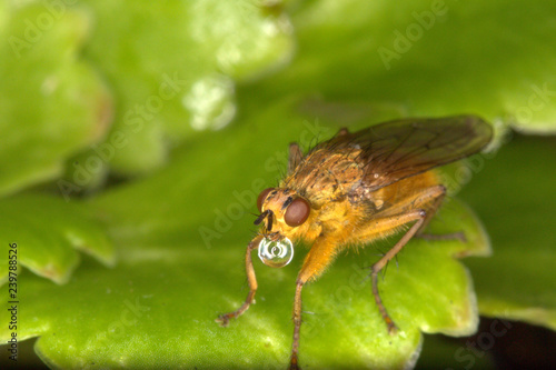 Yellow Dungfly (Scatophaga stercoraria) with a bubble of water.