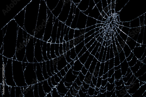 Spider web on black. © Terence A R Watts