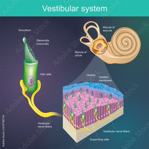 An organ that determines the body's balance. And the direction of the body. .Vestibular system It is part of the mammal's hearing system.