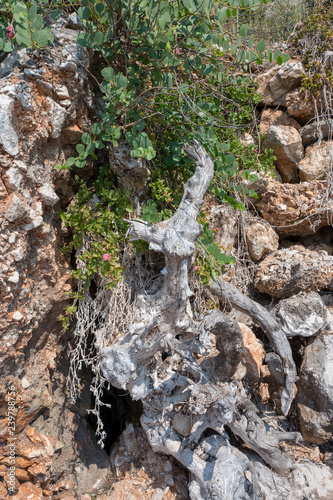 Rock plants on Corfu.
