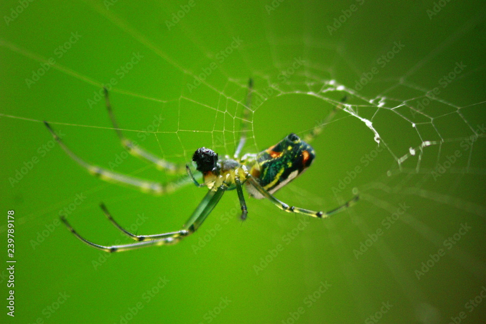 Im not a Spider Im not a Spider