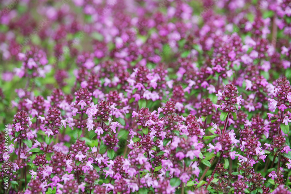Flowering thyme during summer season Flowering thyme during summer season