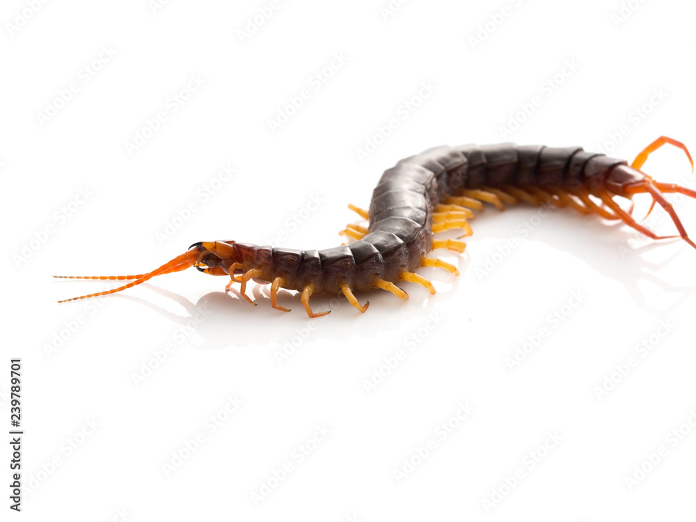 Fototapeta premium Brown centipede on white background