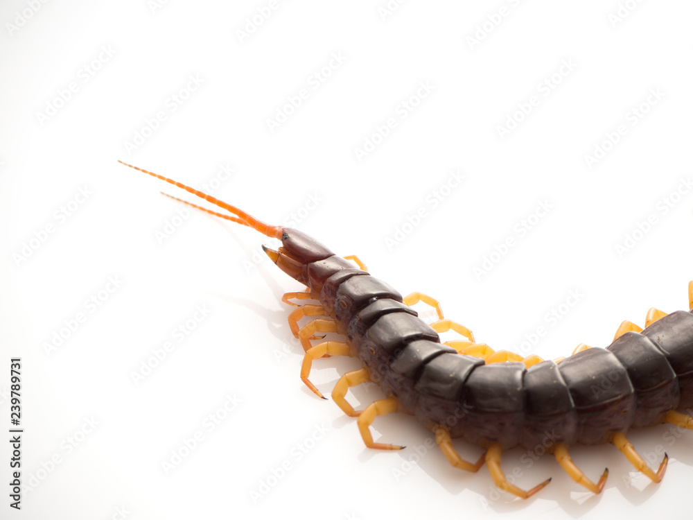 Fototapeta premium Brown centipede on white background