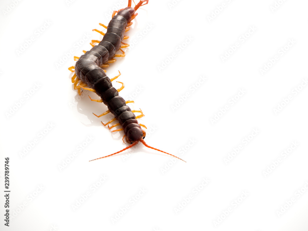 Obraz premium Brown centipede on white background